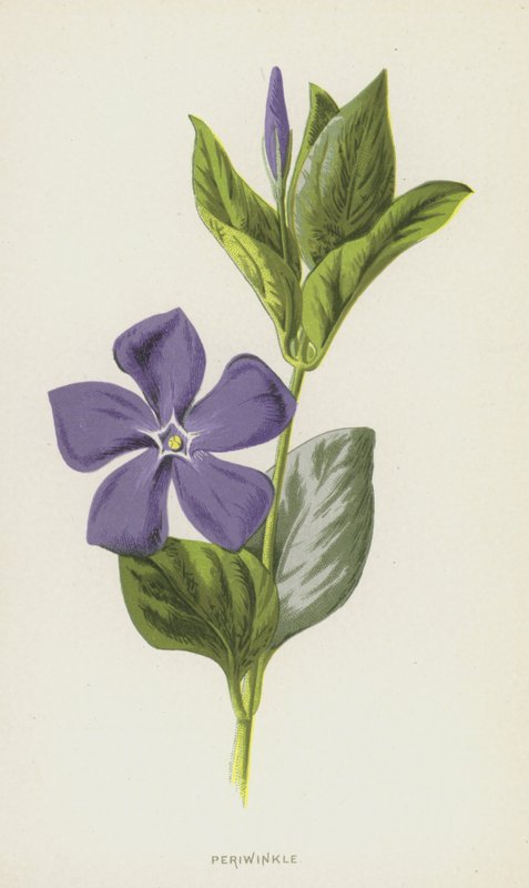 Periwinkle (chromolitho) tekijältä Frederick Edward Hulme