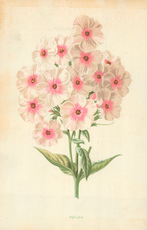 Leimukukka tekijältä Frederick Edward Hulme