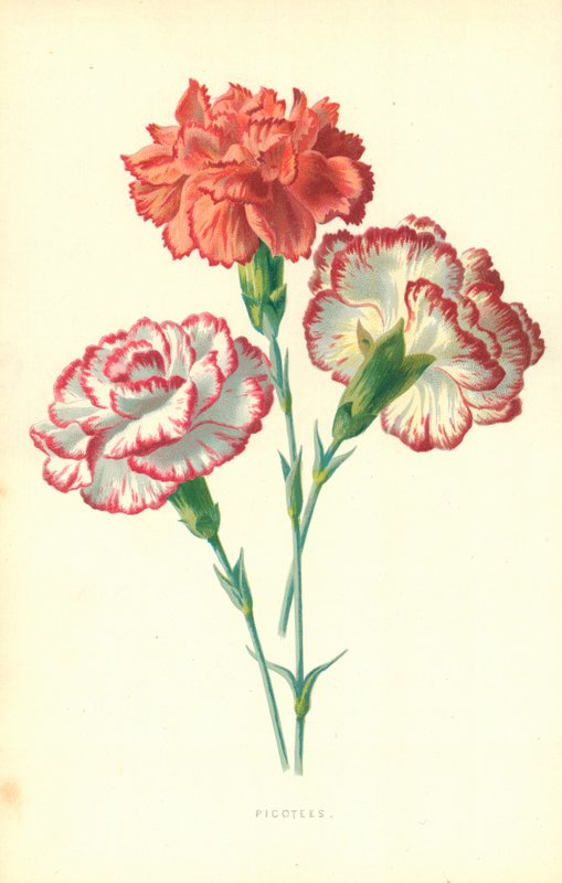 Picotees tekijältä Frederick Edward Hulme