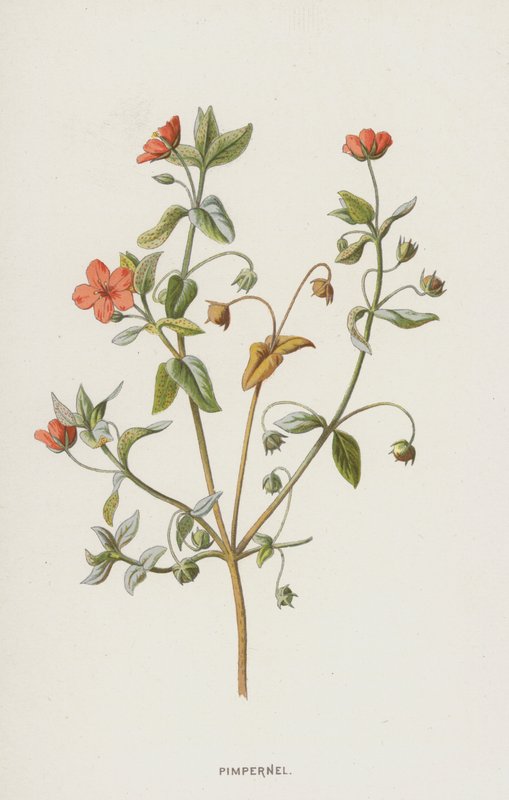 Pimpernel (chromolitho) tekijältä Frederick Edward Hulme