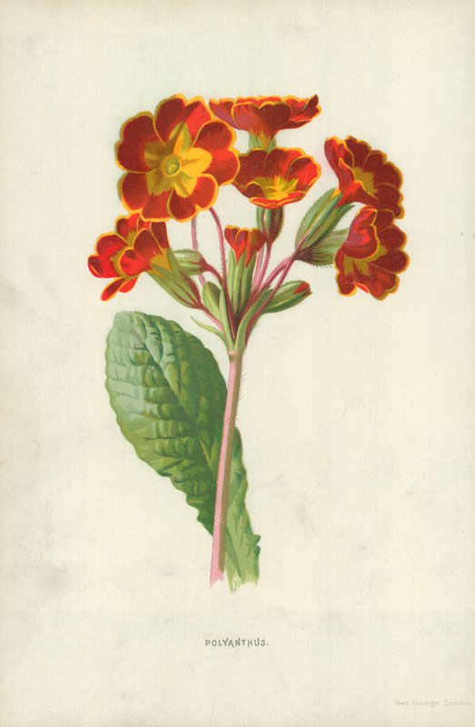 Polyanthus tekijältä Frederick Edward Hulme