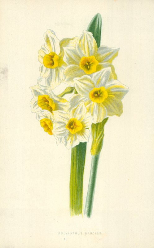 Polyanthus Narciss tekijältä Frederick Edward Hulme