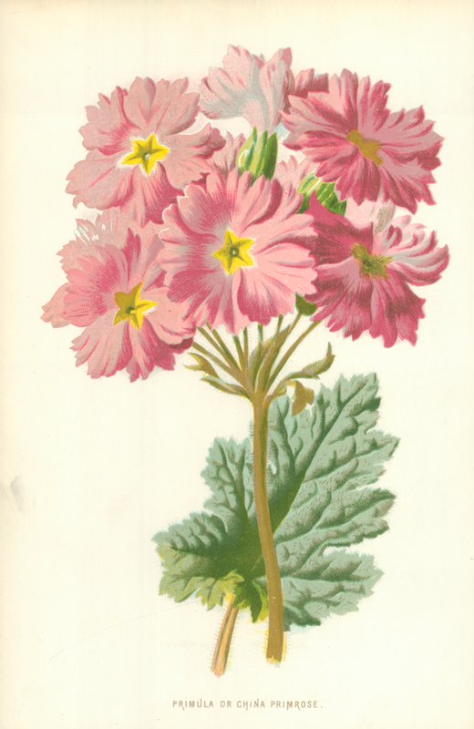 Primula tai China Primrose tekijältä Frederick Edward Hulme