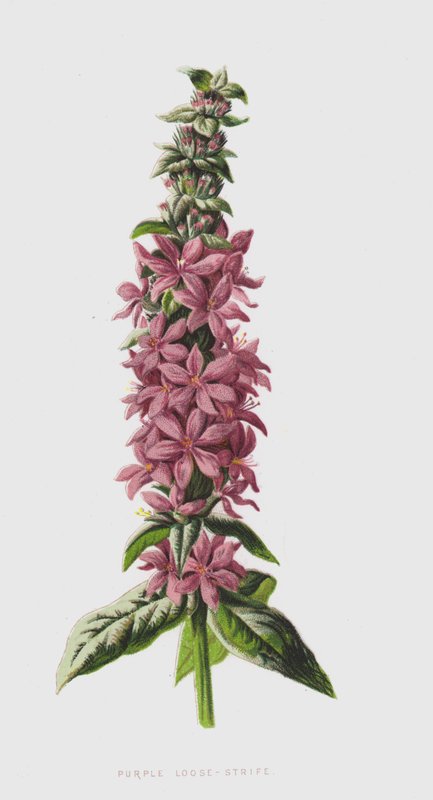 Purple Loose-Strife (chromolitho) tekijältä Frederick Edward Hulme
