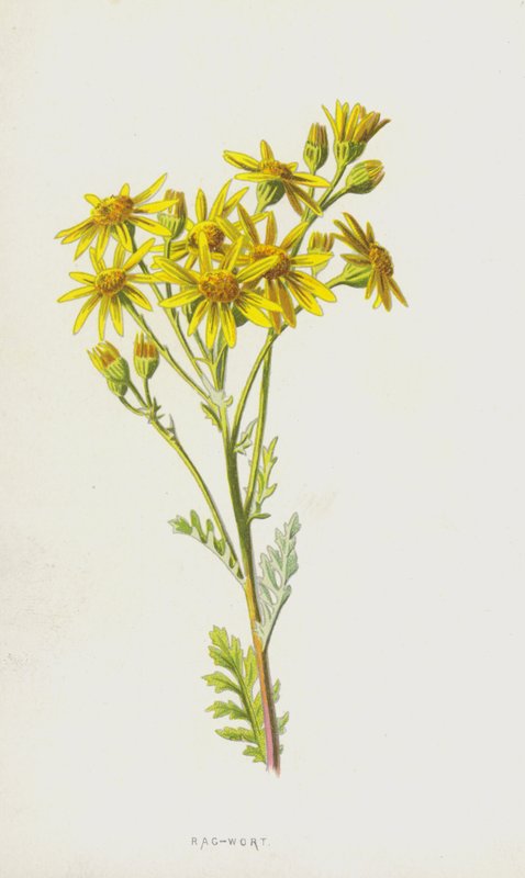 Rag-Wort (chromolitho) tekijältä Frederick Edward Hulme