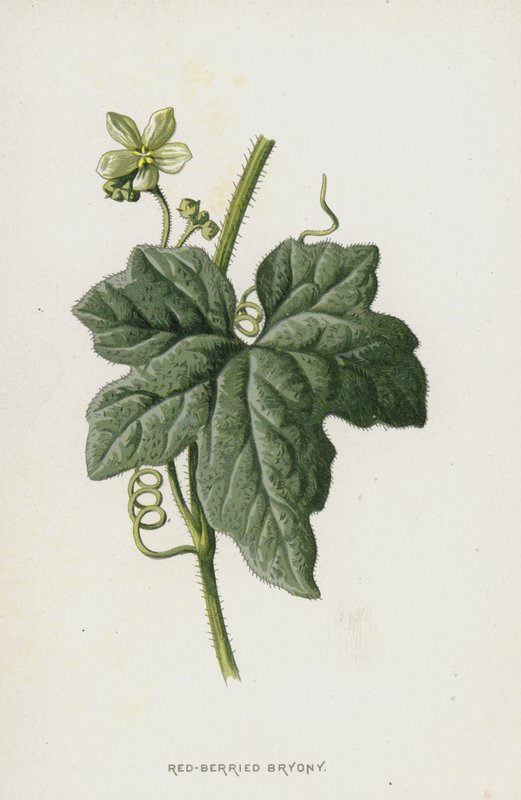 Red-Bryed Bryony (chromolitho) tekijältä Frederick Edward Hulme