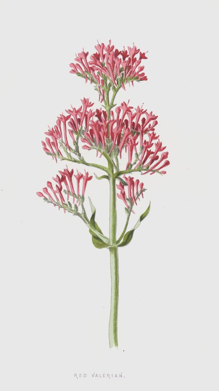 Punainen Valerian (chromolitho) tekijältä Frederick Edward Hulme