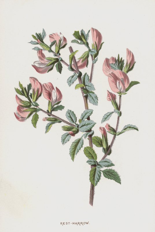 Rest-Harrow (chromolitho) tekijältä Frederick Edward Hulme