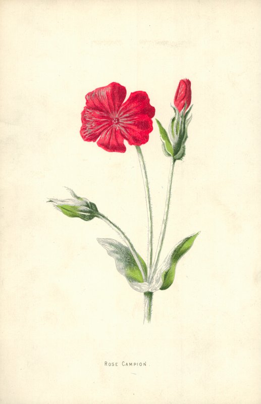 Rose Campion tekijältä Frederick Edward Hulme