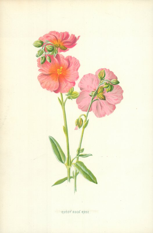 Ruddy Rock Rose tekijältä Frederick Edward Hulme
