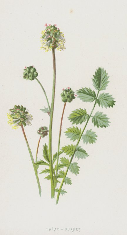 Salaatti-Burnet (chromolitho) tekijältä Frederick Edward Hulme