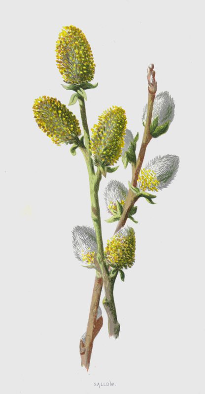 Sallow (chromolitho) tekijältä Frederick Edward Hulme