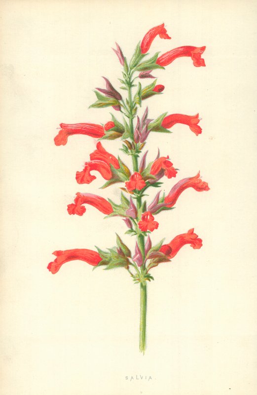 Salvia tekijältä Frederick Edward Hulme