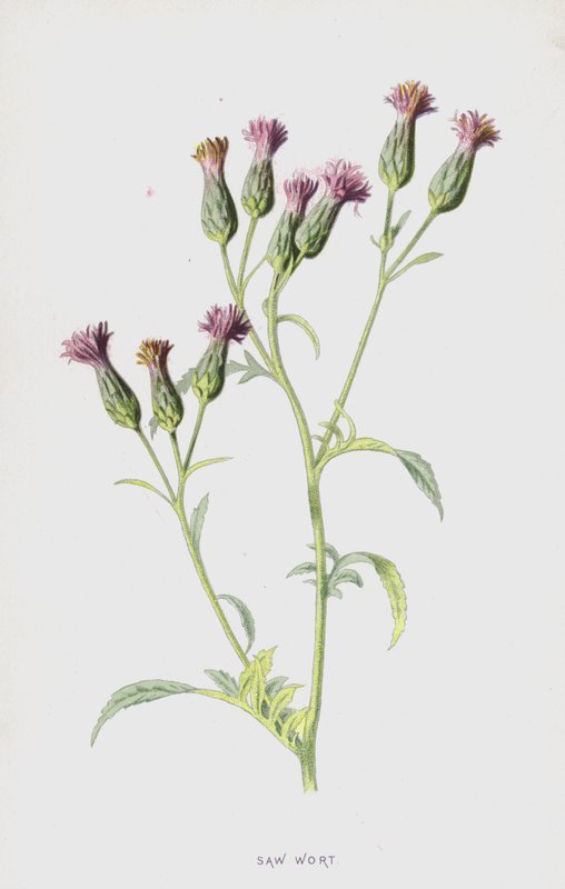 Sahavierre (chromolitho) tekijältä Frederick Edward Hulme