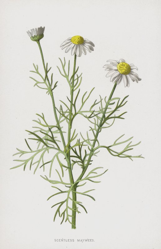 Tuoksuton Mayweed (chromolitho) tekijältä Frederick Edward Hulme