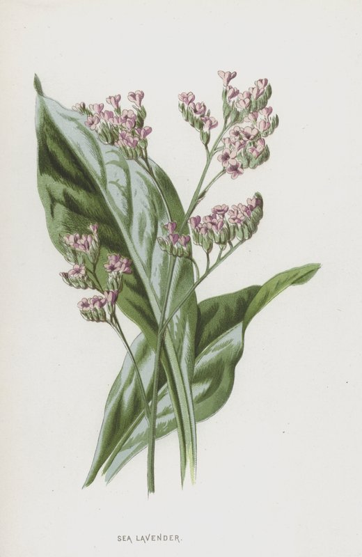 Meri laventeli (chromolitho) tekijältä Frederick Edward Hulme