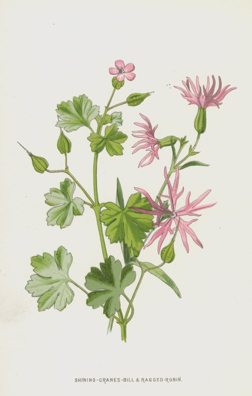 Shining-Cranes-Bill ja Ragged-Robin (chromolitho) tekijältä Frederick Edward Hulme