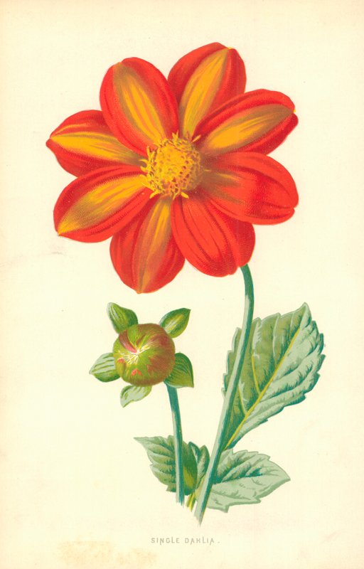 Sinkku Dahlia tekijältä Frederick Edward Hulme