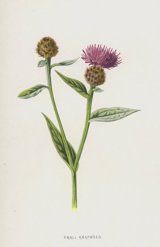 Pieni kääpiö (chromolitho) tekijältä Frederick Edward Hulme