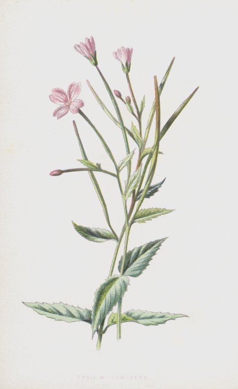 Pieni pajuyrtti (chromolitho) tekijältä Frederick Edward Hulme