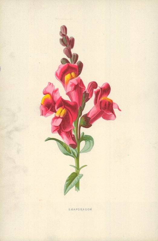 Snapdragon tekijältä Frederick Edward Hulme