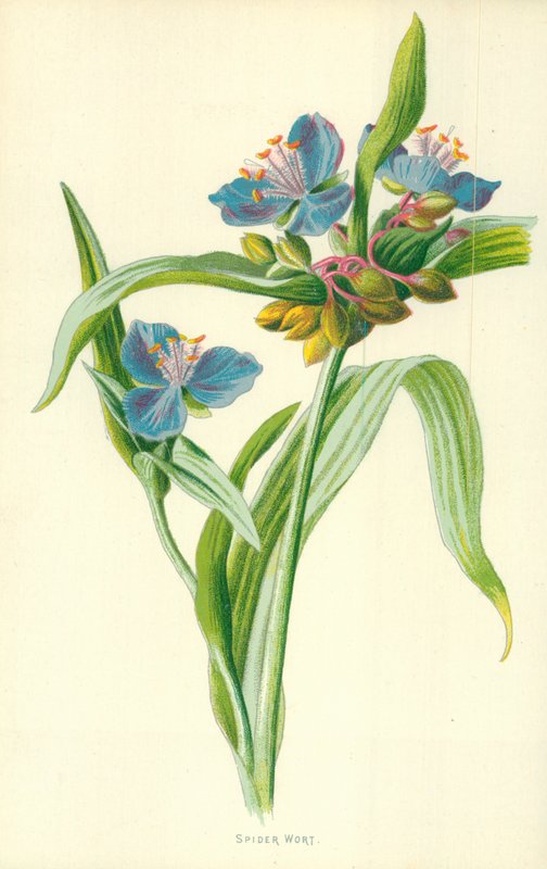 Spiderwort tekijältä Frederick Edward Hulme