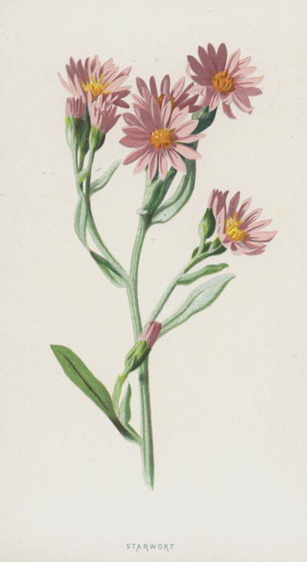 Starwort (chromolitho) tekijältä Frederick Edward Hulme
