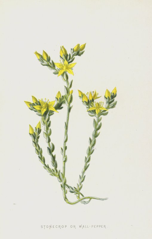 Stonecrop tai Wall-Pepper (chromolitho) tekijältä Frederick Edward Hulme