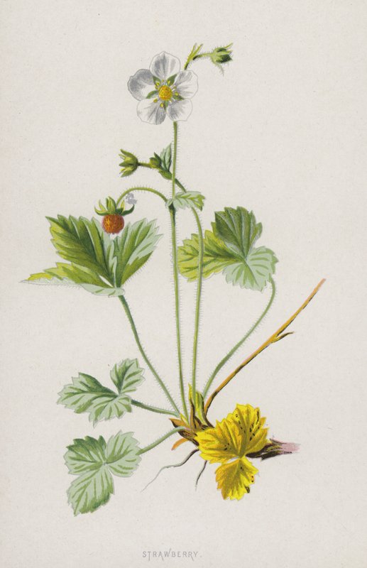 Mansikka (chromolitho) tekijältä Frederick Edward Hulme