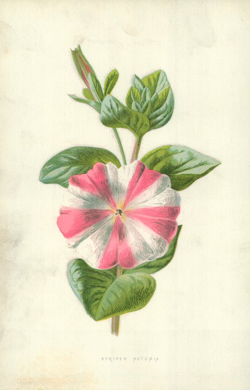 Raidallinen Petunia tekijältä Frederick Edward Hulme
