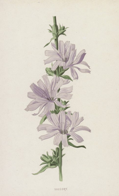 Succory (chromolitho) tekijältä Frederick Edward Hulme