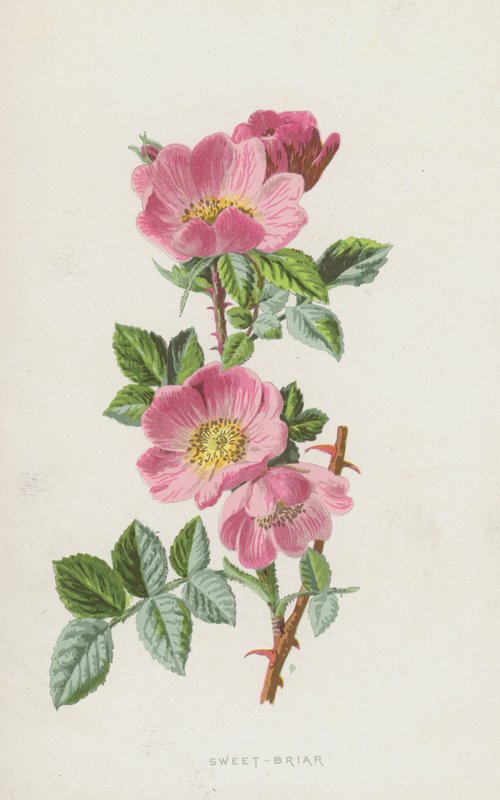 Sweet-Briar (chromolitho) tekijältä Frederick Edward Hulme