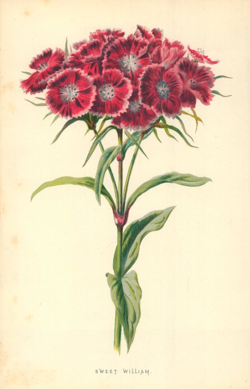 Rakas William tekijältä Frederick Edward Hulme