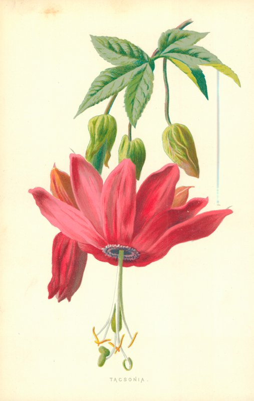 Tacsonia tekijältä Frederick Edward Hulme