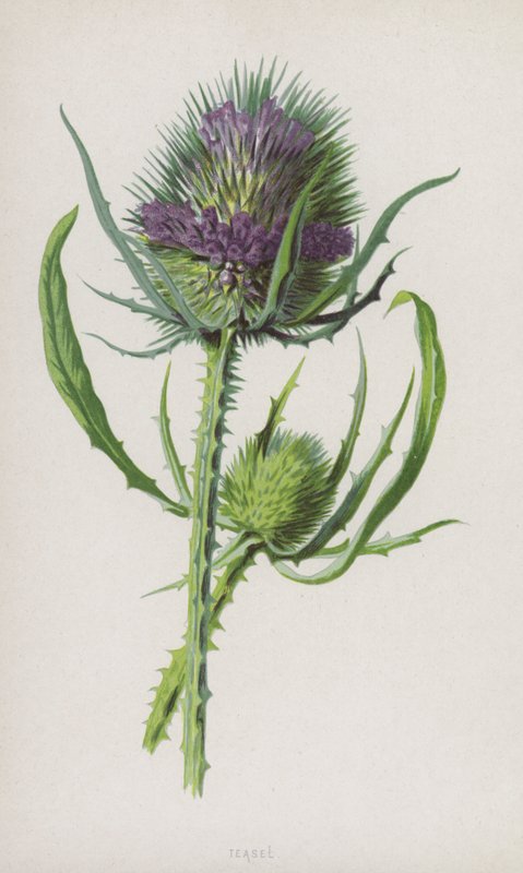 Teasel (chromolitho) tekijältä Frederick Edward Hulme