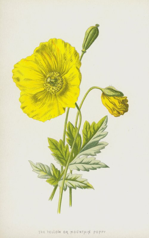 Keltainen tai vuoristounikko (chromolitho) tekijältä Frederick Edward Hulme