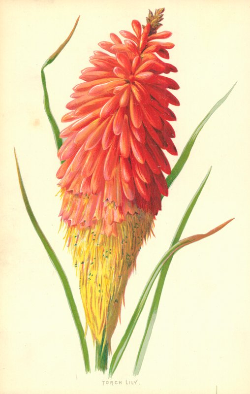 Soihtu Lily tekijältä Frederick Edward Hulme