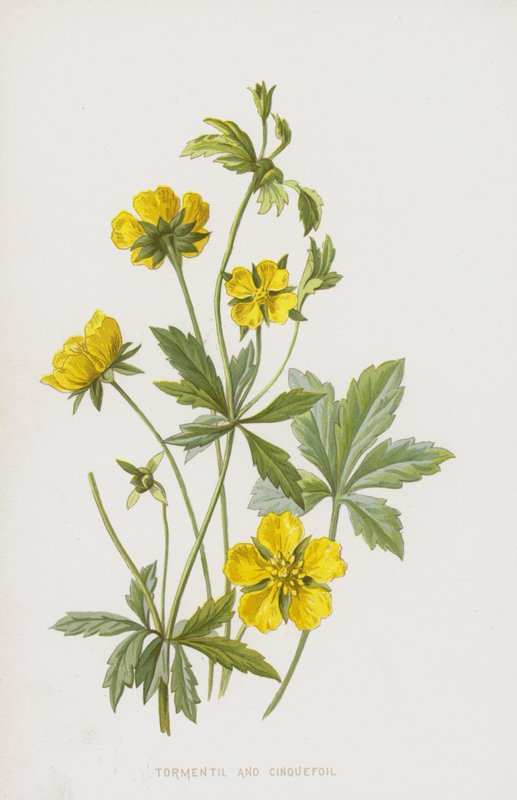 Tormentil ja Cinquefoil (chromolitho) tekijältä Frederick Edward Hulme