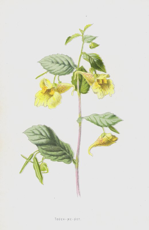 Touch-Me-Not (chromolitho) tekijältä Frederick Edward Hulme