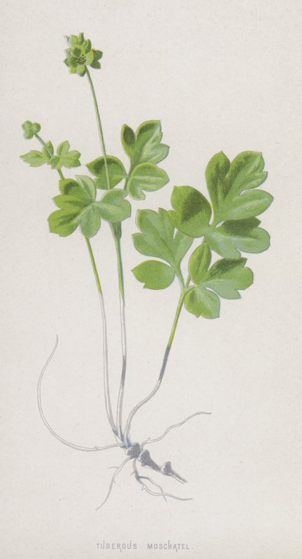 Tuberous Moschatel (chromolitho) tekijältä Frederick Edward Hulme