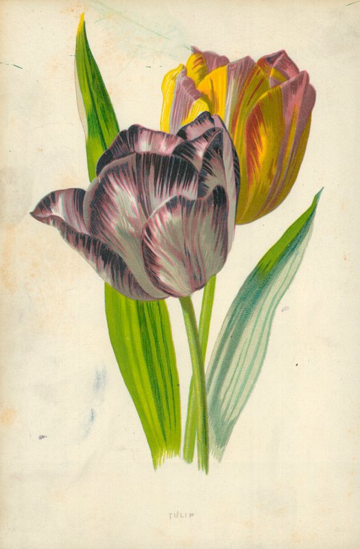 Tulppaani tekijältä Frederick Edward Hulme