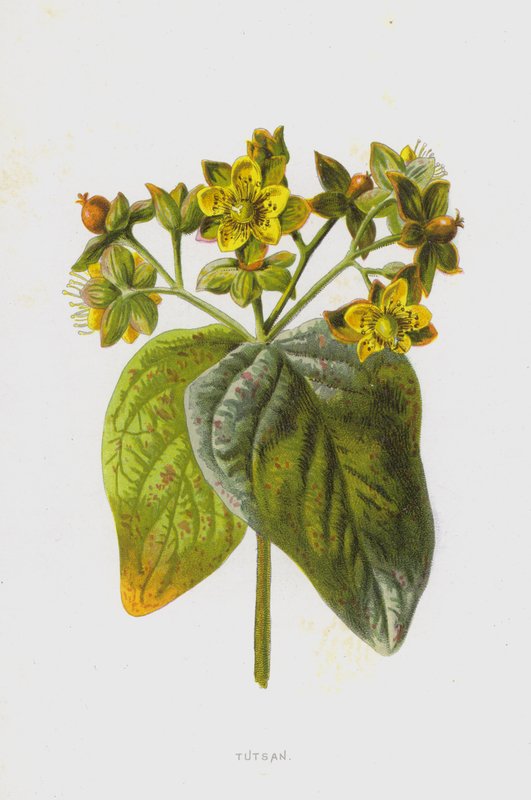 Tutsan (chromolitho) tekijältä Frederick Edward Hulme