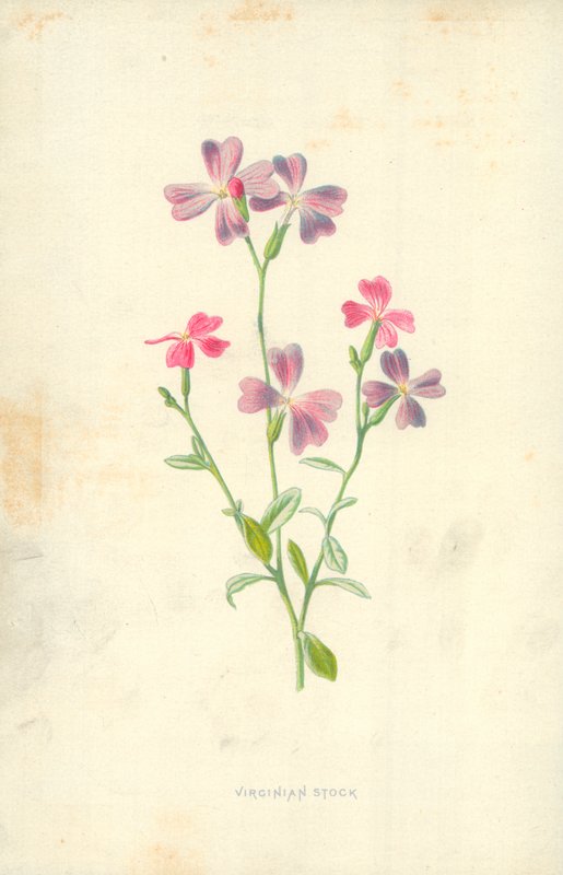 Virginian osakkeet tekijältä Frederick Edward Hulme