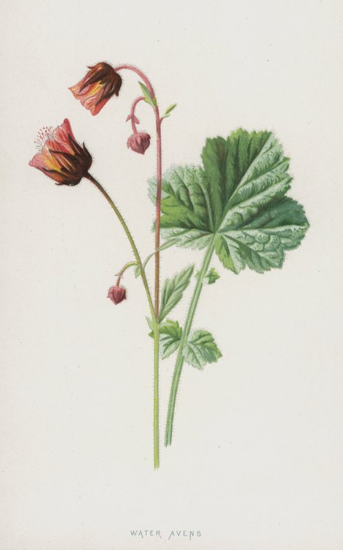 Water Avens (chromolitho) tekijältä Frederick Edward Hulme