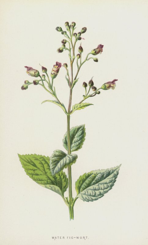 Vesi Viikunavierre (chromolitho) tekijältä Frederick Edward Hulme
