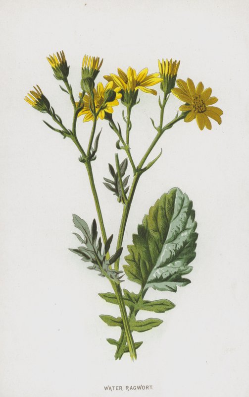 Vesi Ragwort (chromolitho) tekijältä Frederick Edward Hulme