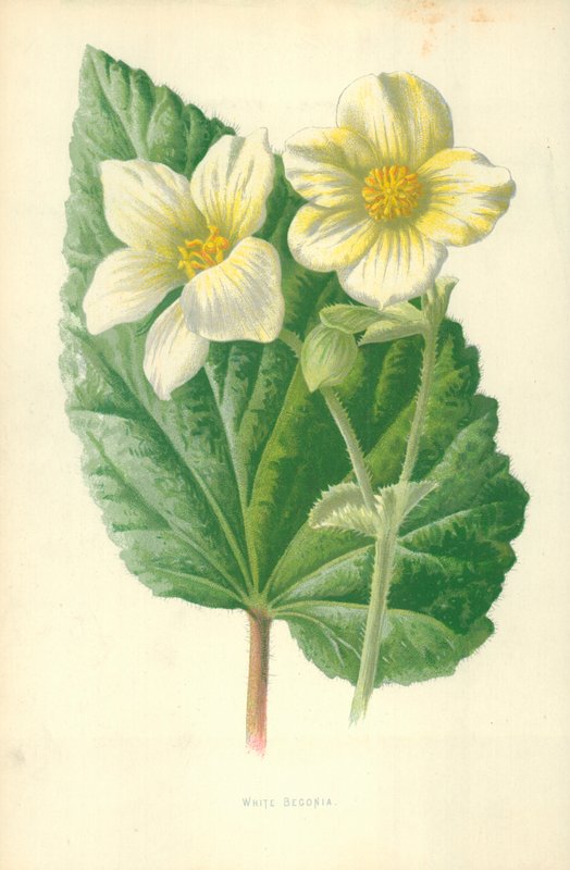 Puting Begoniafinn tekijältä Frederick Edward Hulme