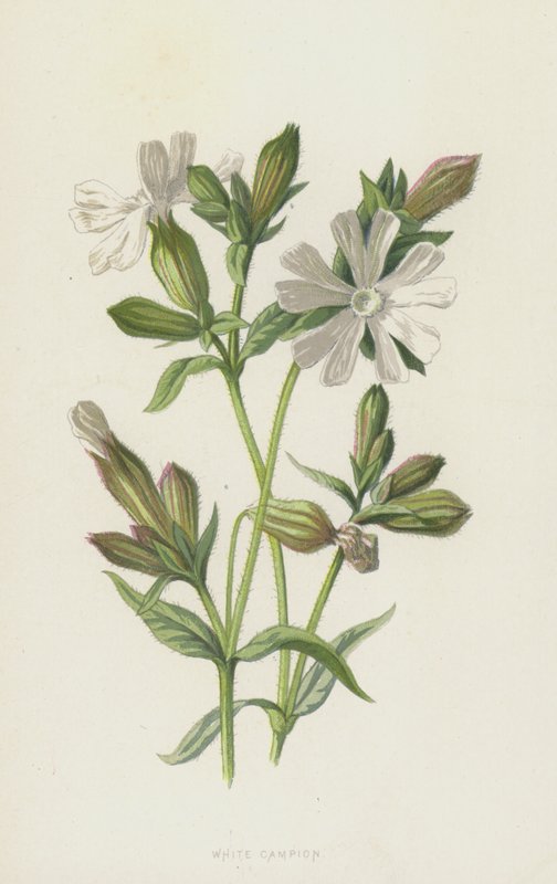 White Campion (chromolitho) tekijältä Frederick Edward Hulme