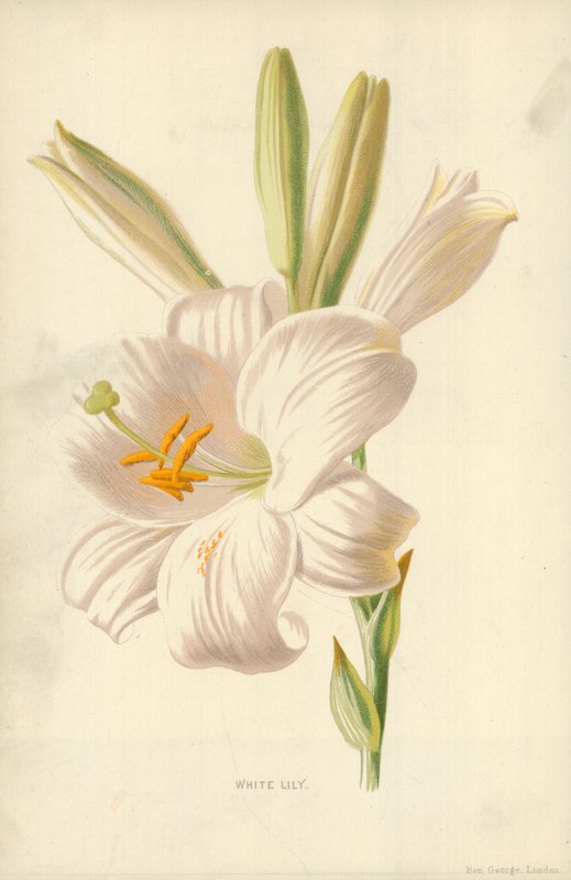Valkoinen lilja tekijältä Frederick Edward Hulme
