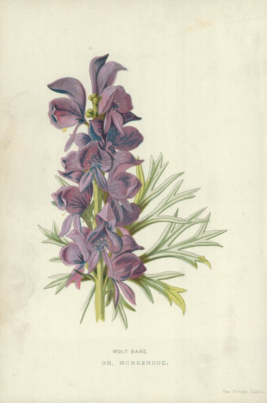 Wolf Bane. Tai Monkshood tekijältä Frederick Edward Hulme